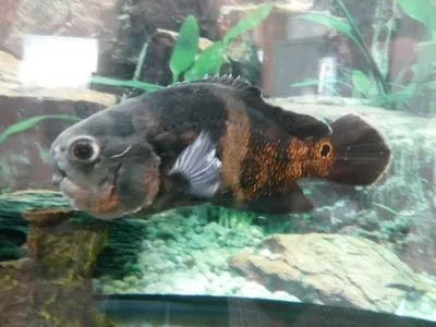 Астронотус-оскар красный (Astronotus ocellatus var.) | Aquarium-Style