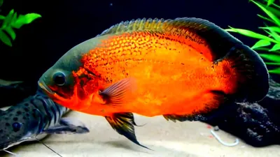 Купить Астронотуса-оскара красного (Astronotus ocellatus Red) в Челябинске