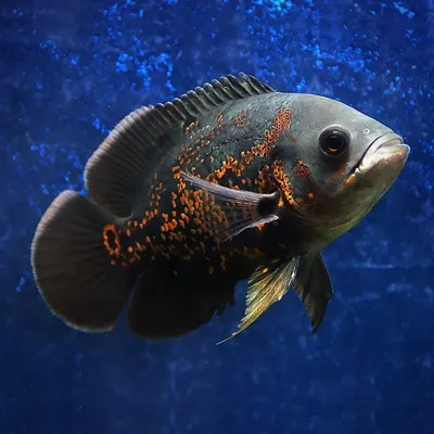 Астронотус красный - Astronotus ocellatus [red] (M)