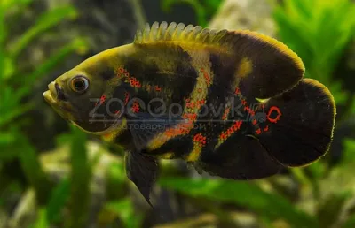 Купить аквариумную рыбку Астронотус красный (Astronotus ocellatus) в  Екатеринбурге в интернет-магазине AlexAquaShop.ru