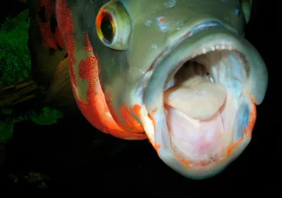 Цихлида Астронотус Альбино (Astronotus ocellatus var. Albino) купить  недорого в Москве | Амигофиш