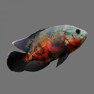 Астронотус тигровый красный Astronotus ocellatus / Цихлиды / Аквариумные  рыбки / КАТАЛОГ ТОВАРОВ / Аквадом - зоомагазин