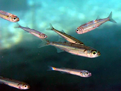Рыба атерина фото фотографии