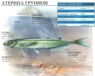 Грунион рыба - картинки и фото poknok.art