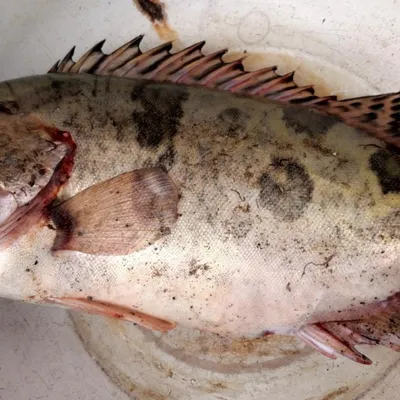 НЕОБЫЧНЫЕ РЫБЫ АМУРА, КИТАЙСКИЙ ОКУНЬ- АУХА, ВЕРХОГЛЯД,АМУРСКАЯ ЩУКА, |  Fisherman DV.27RUS | Дзен