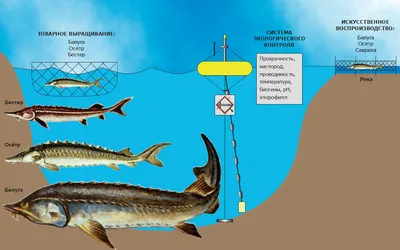 АИС ЭкоАМ - Характеристика ископаемых диатомовых водорослей, спор и пыльцы