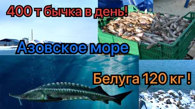 Морская рыба азовского моря - 53 фото