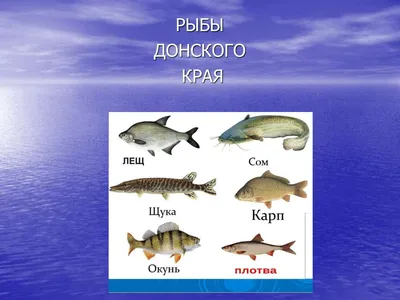 Ученые назвали дату возобновления лова в Азовском море осетра и севрюги -  Российская газета