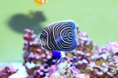 Телескоп \"Бабочка\" (красный) (Carassius auratus var.) | Aquarium-Style