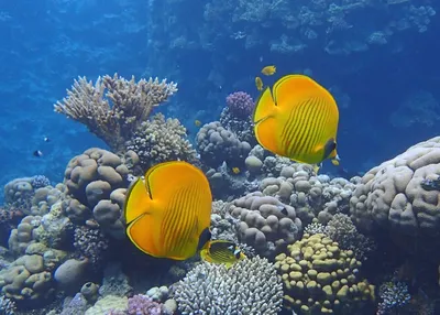 Рыба бабочка Chelmon rostratus, Copperbanded Butterflyfish купить в Киеве -  Аквасмайл