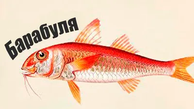 🐠 Барабулька купить в Астрахани: цена за кг от 580 руб — рыба барабуля  черноморская в интернет-магазине Дикоед