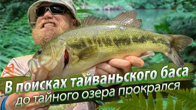 Интерактивная, рыба, BIG MOUTH BASS, Поющая рыба, Лучший подарок рыбаку  (ID#2036518585), цена: 2400 ₴, купить на Prom.ua