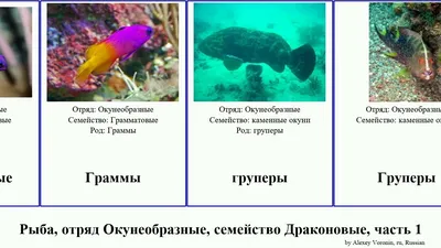 Украинский спортсмен не вернулся в страну из-за мобилизации — у него 2  повестки — фото