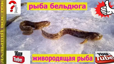 Семейство Бельдюговые (Zoarcidae) | это... Что такое Семейство Бельдюговые  (Zoarcidae)?