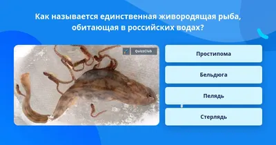 Бельдюга и морской волк (Акари-Барон Жак, 1849) — гравюры и репродукции на  Grafika.ru