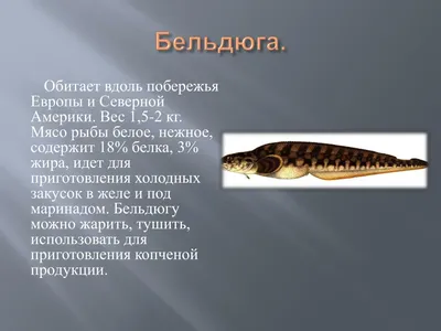 Отряд Лососеобразные (Salmoniformes). Характеристика Т. С. Расс [1971 - -  Жизнь животных. Том 4. Часть 1. Рыбы]