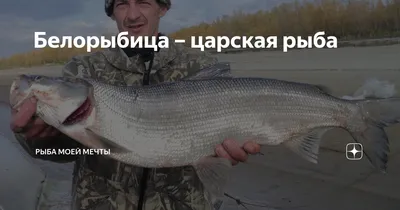 БЕЛОРЫБИЦА - Закрыл трофей на Ахтубе! 🎣 РР4 - YouTube