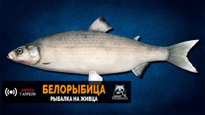 Azbuka Severa - 🐟Нельма - дикая Царская рыба, нельма не подвержена никакой  заразе. Потрясающий вкус этой белорыбицы не оставит Вас равнодушным😊  🐟Муксун - настоящий северный дикий деликатес который невозможно испортить  при приготовлении.