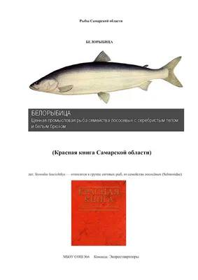 🐟 Купить нельму: цена рыбы за кг от 1580 руб в Челябинске, доставка -  интернет-магазин Дикоед