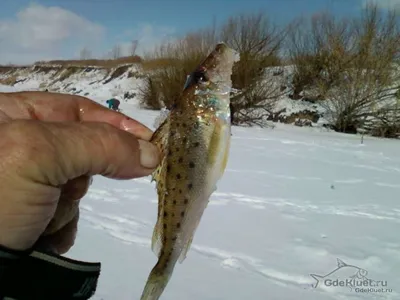 Рыбы Черного моря. Бычок черный. Fishes of the Black sea. Gobius niger -  YouTube