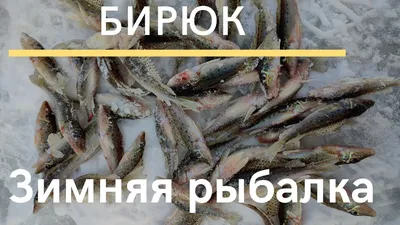 Ёрш: Губит поголовье окуней, но даёт с ними особенное гибридное потомство.  На что способен такой гибрид? - ЯПлакалъ