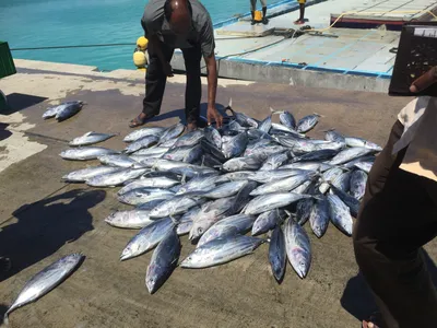 Striped bonito, 1-3kg, IQF, 1/15kg