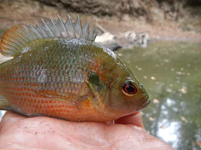 Черная икра рыбы Bowfin