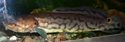 Черная икра рыбы Bowfin