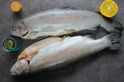 Отчёт о рыбалке: Сазан на Днепре | Могилевский рыболов