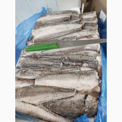 Отчёт о рыбалке: Сазан на Днепре | Могилевский рыболов