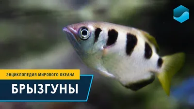 Меткость этой рыбы поражает! Рыба – Брызгун самый меткий охотник. - YouTube