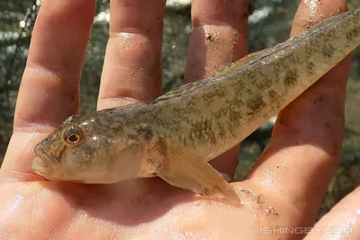 Бычок-песочник (Neogobius fluviatilis) | FishingBY.com