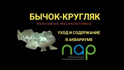 Рыбы наших вод - Амурский речной бычок Rhinogobius... | Facebook