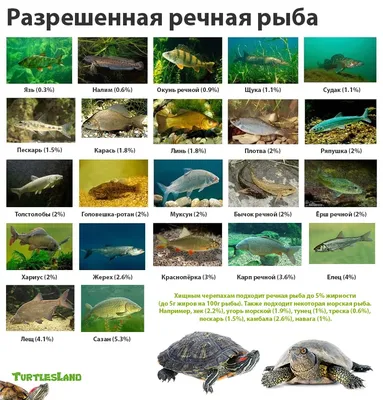 Чем полезно и вредно мясо речной рыбы | fishcom.online