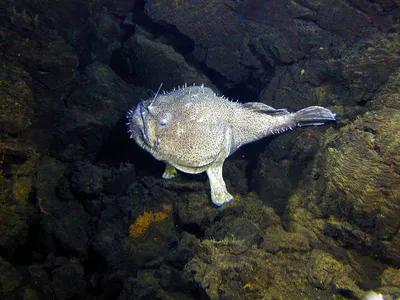 Морской черт в Черном море