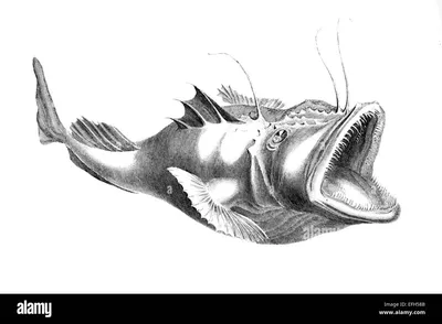 Морской чёрт \"самая глубоководная рыба\" | Животный мир | Дзен