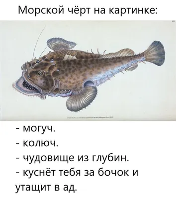 Морепродукты. Что готовят из морского черта? | Еда и кулинария |  ШколаЖизни.ру