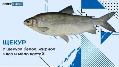 Рыба с/м Чир 0,5-0,9 вес из каталога Заморож. Рыба и морепродукты