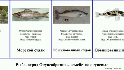 Чоп, рыбы семейства окуневых | это... Что такое Чоп, рыбы семейства  окуневых?