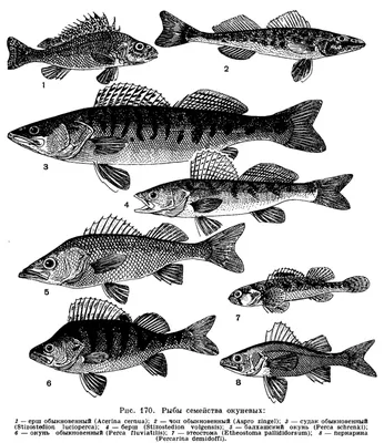 Хищные представители русских рек и озёр. | Рыбачить вместе веселей | Дзен