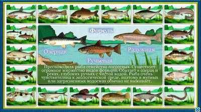 Рыба | Золота Форель