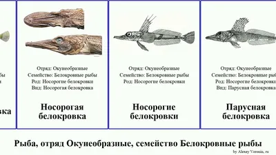 Рыбы речные и озерные — 40 видов с фото