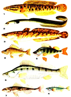 Рыба, отряд Окунеобразные, семейство Белокровные рыбы белокровка fish  Channichthyidae Угольная - YouTube