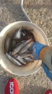 Russian.Fishing - Снова Кефаль на поплавочку. Чуларка в... | Facebook