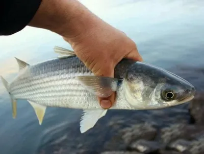 Russian.Fishing | Rostov-on-Don