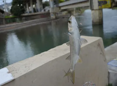 Рыба кефаль🐟: фото и описание. Как выглядит кефаль👍, чем питается и где  водится