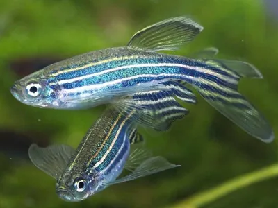 Данио флюоресцентные или Danio GLOFish