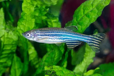 Данио леопардовый (Danio frankei) | Aquarium-Style