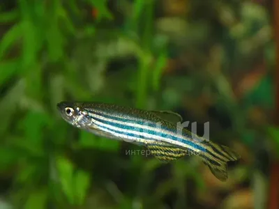 Данио Рерио (Danio rerio): описание, содержание и уход, разведение,  подвиды, фото