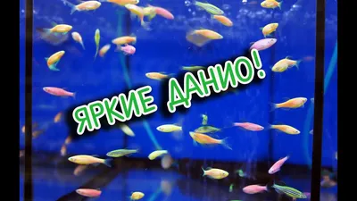 Данио-рерио | Zenq.am